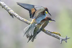 Prints of Bee-eater (Merops apiaster), mating, Rhineland-Palatinate, Germany European Bee Eater Prints: Bee-eater (Merops apiaster) Print, Germany
