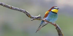 Prints of Bee-eater, Merops apiaster, Mediterranean Forest, Castilla y Leon, Spain Bee-eater, Merops apiaster, Mediterranean Forest, Castilla y Len, Spain European Bee Eater Prints: Mediterranean Forest Bee-eater Print, Spain