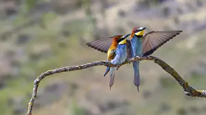 Images Dated 6th February 2024: Mediterranean Forest Bee-eater Print