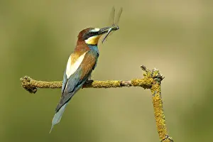 Prints of Bee-eater (Merops apiaster) sits on branch, with dragonfly as prey, Hungary, Europe European Bee Eater Prints: Bee-eater Sits on Branch with Prey, Hungary Print