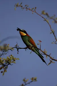 Coraciiformes Species Images Prints: Bee-eater, Merops apiaster, sitting on a branch