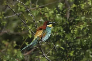 Deserted Tree Branches Prints: Bee-eater, Merops apiaster, sitting on a branch