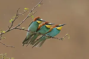 European Bee Eater Prints: Bee-eater (Merops apiaster) sitting on a branch