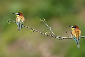 European Bee Eater Prints: Bee-eater (Merops apiaster) sitting on a branch