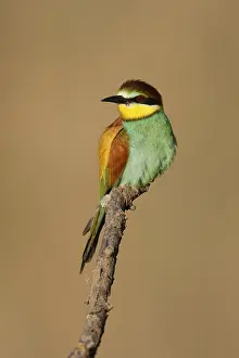 European Bee Eater Prints: Bee-eater (Merops apiaster) sitting on a branch