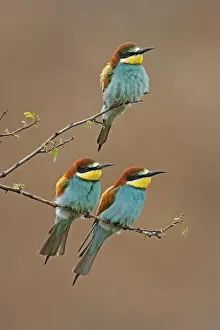 European Bee Eater Prints: Bee-eater (Merops apiaster) sitting on a branch