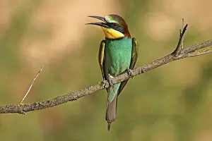 European Bee Eater Prints: Bee-eater (Merops apiaster) sitting on a branch