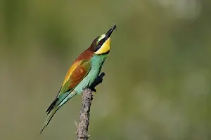 European Bee Eater Prints: Bee-eater (Merops apiaster) sitting on a branch