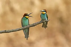 European Bee Eater Prints: Bee-eater (Merops apiaster) sitting on a branch