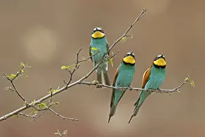European Bee Eater Prints: Bee-eater (Merops apiaster) sitting on a branch