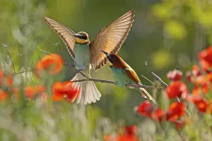 European Bee Eater Prints: Bee-eater (Merops apiaster) sitting on a branch