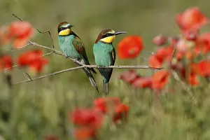 European Bee Eater Prints: Bee-eater (Merops apiaster) sitting on a branch