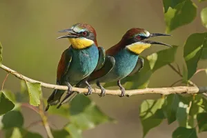 European Bee Eater Prints: Bee-eater (Merops apiaster) sitting on a branch