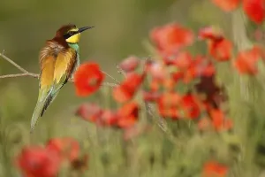 European Bee Eater Prints: Bee-eater (Merops apiaster) sitting on a branch