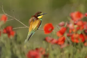 European Bee Eater Prints: Bee-eater (Merops apiaster) sitting on a branch