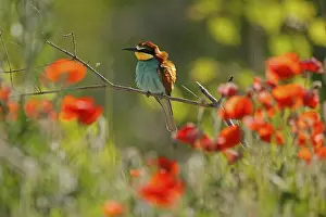 European Bee Eater Prints: Bee-eater (Merops apiaster) sitting on a branch