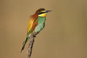 European Bee Eater Prints: Bee-eater (Merops apiaster) sitting on a branch
