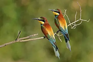 European Bee Eater Prints: Bee-eater (Merops apiaster) sitting on a branch
