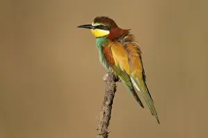 European Bee Eater Prints: Bee-eater (Merops apiaster) sitting on a branch