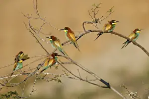 European Bee Eater Prints: Bee-eater (Merops apiaster) sitting on a branch