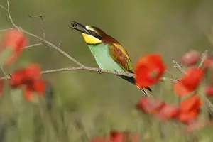 European Bee Eater Prints: Bee-eater (Merops apiaster) sitting on a branch