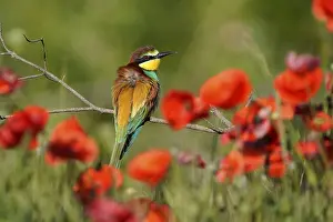 European Bee Eater Prints: Bee-eater (Merops apiaster) sitting on a branch