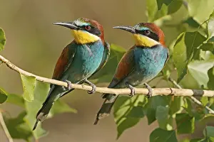European Bee Eater Prints: Bee-eater (Merops apiaster) sitting on a branch