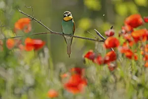 European Bee Eater Prints: Bee-eater (Merops apiaster) sitting on a branch
