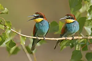 European Bee Eater Prints: Bee-eater (Merops apiaster) sitting on a branch