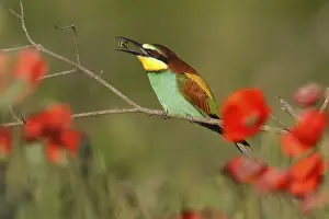 European Bee Eater Prints: Bee-eater (Merops apiaster) sitting on a branch