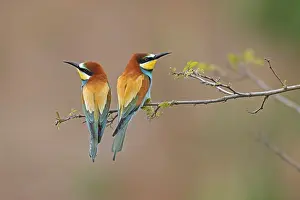European Bee Eater Prints: Bee-eater (Merops apiaster) sitting on a branch