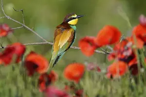 Germany Birdlife Prints: Bee-eater (Merops apiaster) sitting on a branch