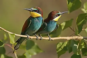 European Bee Eater Prints: Bee-eater (Merops apiaster) sitting on a branch