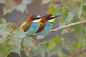 Germany Birdlife Prints: Bee-eater (Merops apiaster) sitting on a branch
