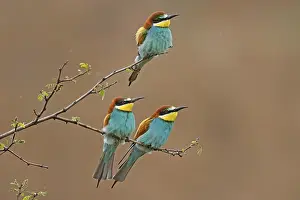 Prints of Bee-eater (Merops apiaster) sitting on a branch, Rhineland-Palatinate, Germany European Bee Eater Prints: Bee-eater (Merops apiaster) Print on Branch