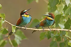Prints of Bee-eater (Merops apiaster) sitting on a branch, Rhineland-Palatinate, Germany European Bee Eater Prints: Bee-eater Print, Rhineland-Palatinate, Germany