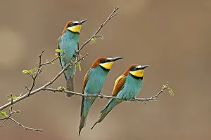 Prints of Bee-eater (Merops apiaster) sitting on a branch, Rhineland-Palatinate, Germany European Bee Eater Prints: Bee-eater (Merops apiaster) Print, Rhineland-Palatinate, Germany