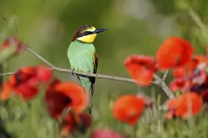 Prints of Bee-eater (Merops apiaster) sitting on a branch, Rhineland-Palatinate, Germany European Bee Eater Prints: Bee-eater Print, Rhineland-Palatinate, Germany