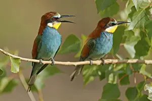 Prints of Bee-eater (Merops apiaster) sitting on a branch, Rhineland-Palatinate, Germany European Bee Eater Prints: Bee-eater Print, Rhineland-Palatinate, Germany