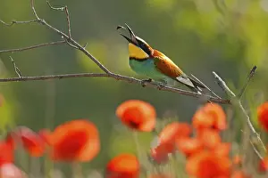 European Bee Eater Prints: Bee-eater (Merops apiaster) sitting with insect on a branch