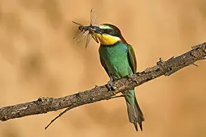 European Bee Eater Prints: Bee-eater (Merops apiaster) sitting with insect on a branch