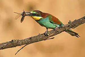 European Bee Eater Prints: Bee-eater (Merops apiaster) sitting with insect on a branch