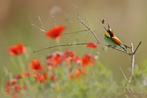 European Bee Eater Prints: Bee-eater (Merops apiaster) sitting with insect on a branch