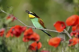 European Bee Eater Prints: Bee-eater (Merops apiaster) sitting with insect on a branch