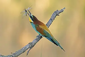 European Bee Eater Prints: Bee-eater (Merops apiaster) sitting with insect on a branch