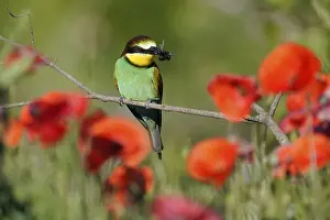 European Bee Eater Prints: Bee-eater (Merops apiaster) sitting with insect on a branch