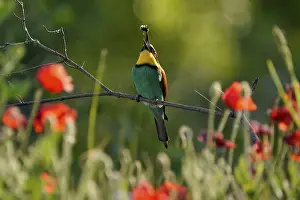 Prints of Bee-eater (Merops apiaster) sitting with insect on a branch, Rhineland-Palatinate, Germany European Bee Eater Prints: Bee-eater Print, Rhineland-Palatinate, Germany
