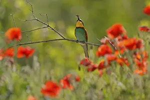 European Bee Eater Prints: Bee-eater (Merops apiaster) sitting with insect on a branch