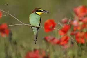 Prints of Bee-eater (Merops apiaster) sitting with insect on a branch, Rhineland-Palatinate, Germany European Bee Eater Prints: Bee-eater Print: Merops apiaster with Insect on Branch