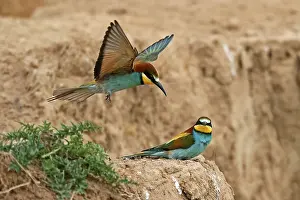 European Bee Eater Germany Prints: Bee-eater (Merops apiaster) sitting on a stone wall